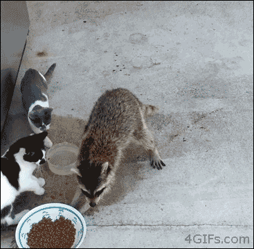 meme: raccoon making off with the goods